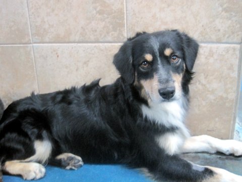 that don t shed much non shedding dog breeds http catbrederx blogspot that don t shed much non shedding dog breeds http catbrederx blogspot