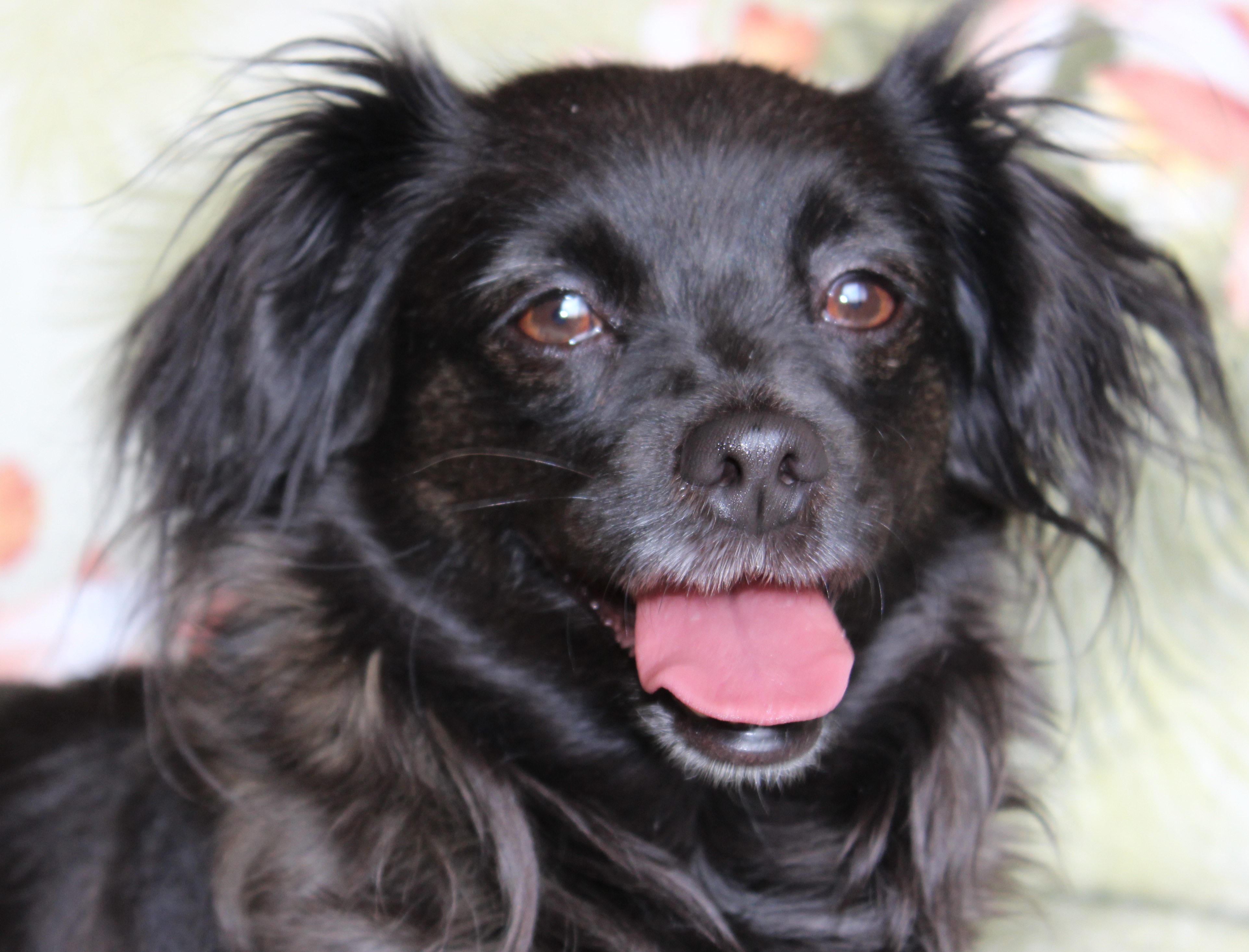 spaniel mix puppies image gallery spaniel mix spaniel mix puppies image gallery spaniel mix
