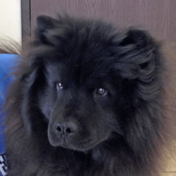chow mix black chow mix quotes chow mix black chow mix quotes