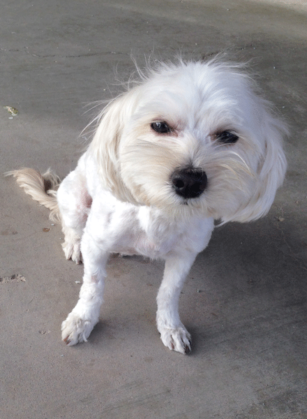 Shaved Maltese 46