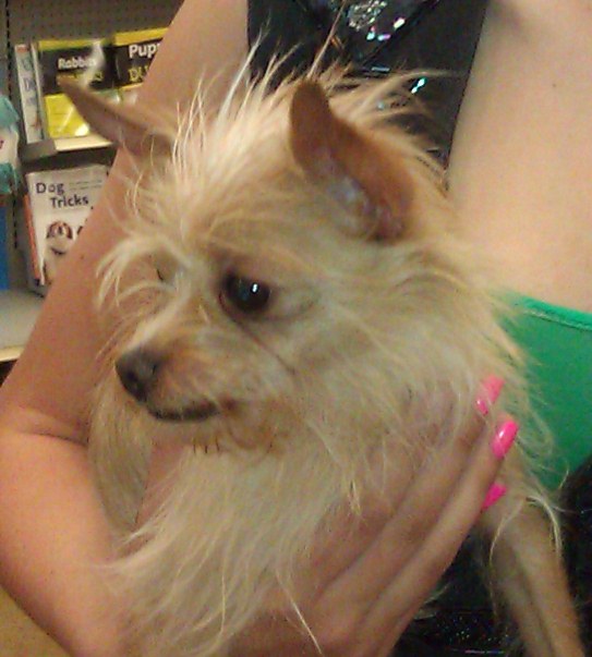 George Chinese Crested Terrier Mix Adopted 6 11 12 Foreclosed 2