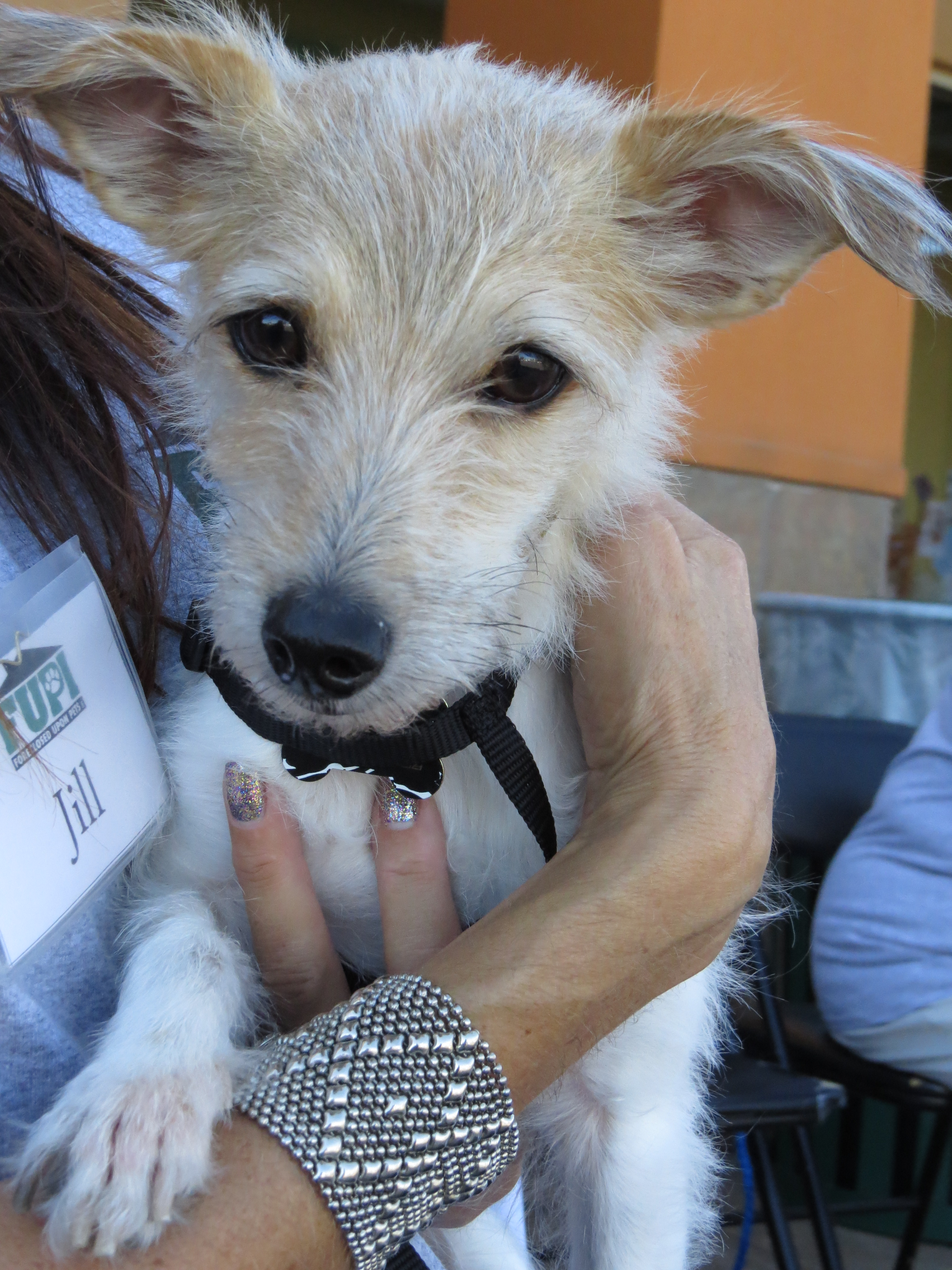 Neleigh Aka Nene Jack Rus Chinese Crested Mix Adopted 10 Neliegh Neliegh3 Neliegh5 Nene