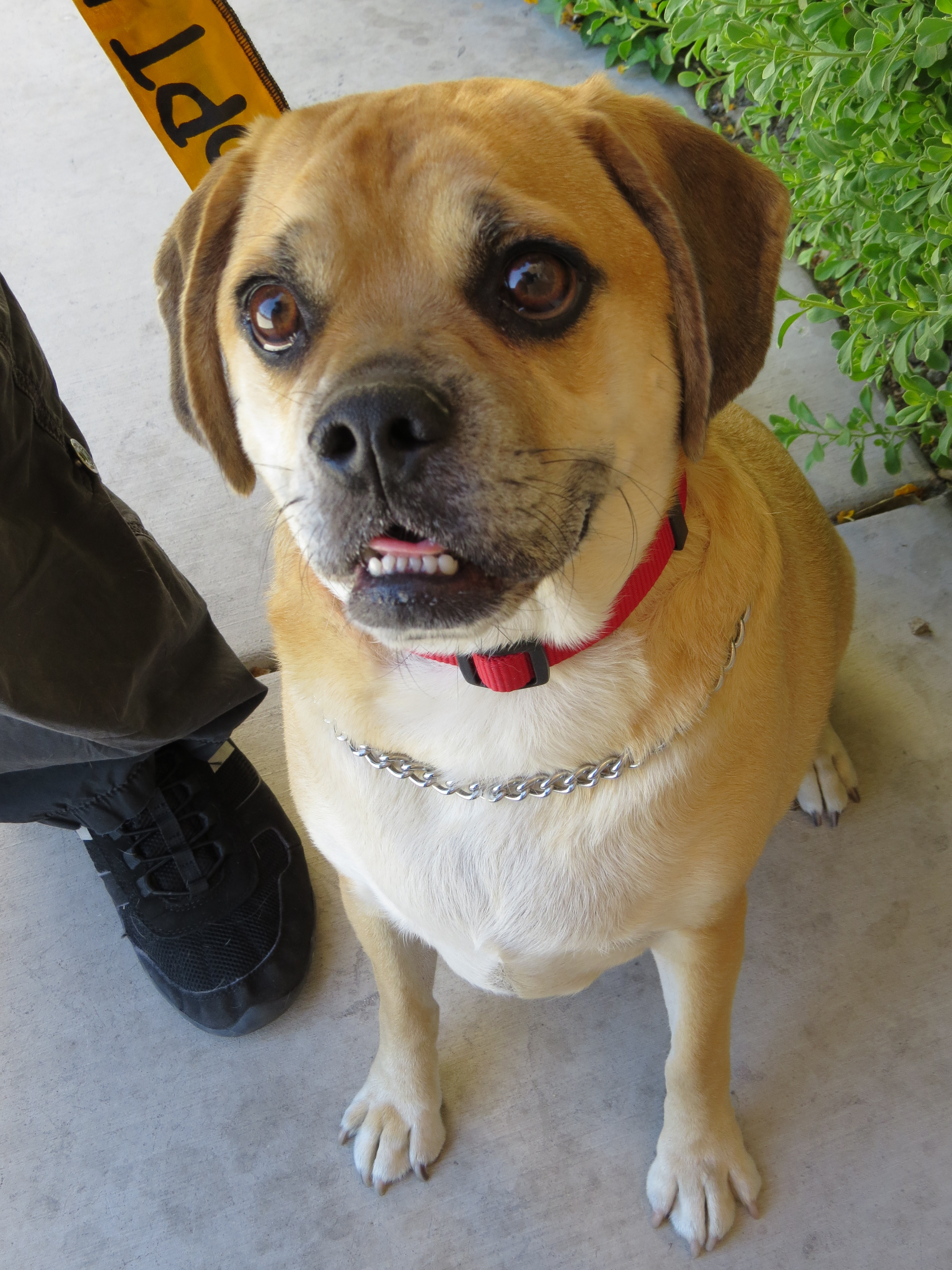 Pug Beagle Mix For Adoption Goldenacresdogs Com
