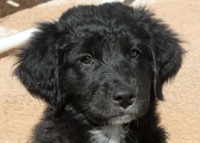 australian shepherd or golden retriever belle u2013 australian shepherd golden retriever mix u2013 adopted 5 14 14 australian shepherd or golden retriever belle u2013 australian shepherd golden retriever mix u2013 adopted 5 14 14