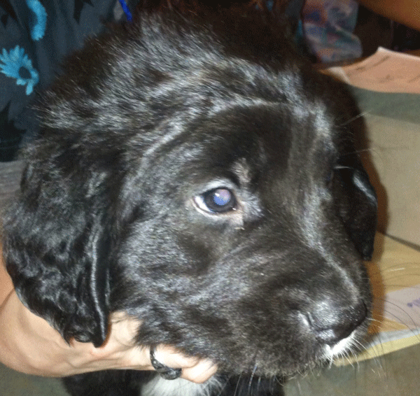 australian shepherd or golden retriever belle u2013 australian shepherd golden retriever mix u2013 adopted 5 14 14 australian shepherd or golden retriever belle u2013 australian shepherd golden retriever mix u2013 adopted 5 14 14