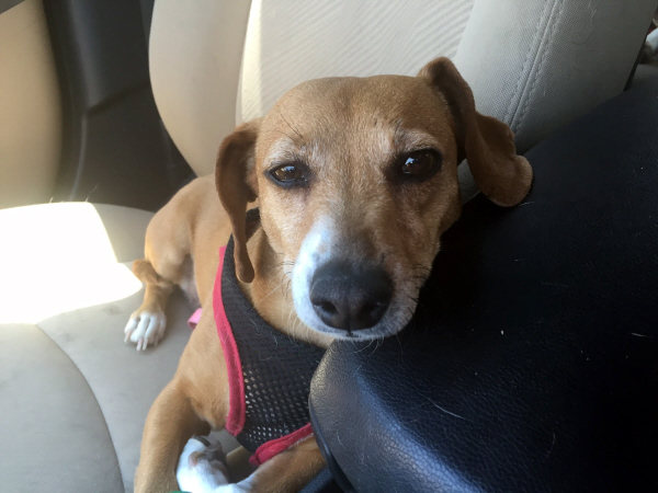 Comet – Jack Russell Terrier/Dachshund Mix – Adopted 9/13 ... Comet – Jack Russell Terrier/Dachshund Mix – Adopted 9/13 ...