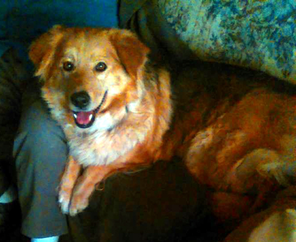 australian shepherd furever wendy u2013 shetland sheep dog australian shepherd mix u2013 adopted 7 27 australian shepherd furever wendy u2013 shetland sheep dog australian shepherd mix u2013 adopted 7 27