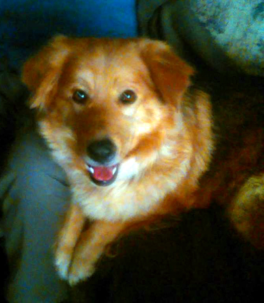 australian shepherd furever wendy u2013 shetland sheep dog australian shepherd mix u2013 adopted 7 27 australian shepherd furever wendy u2013 shetland sheep dog australian shepherd mix u2013 adopted 7 27