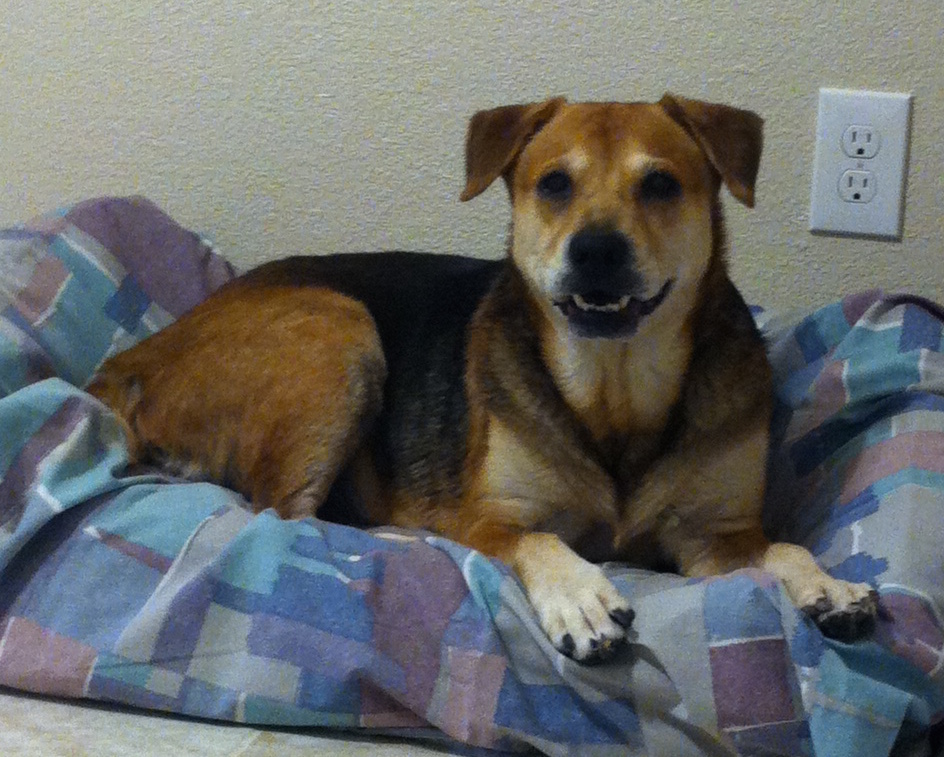 Can You Donate Old Meds To A Dog Rescue Can You Donate Old Meds To A Dog Rescue