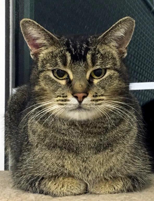 Abyssinian Tabby Cat Mix - Cat and Dog Lovers
