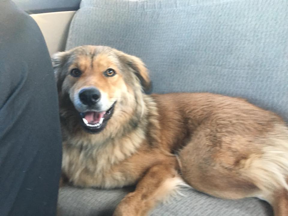 golden retriever german shepherd mix golden retriever german shepherd mix