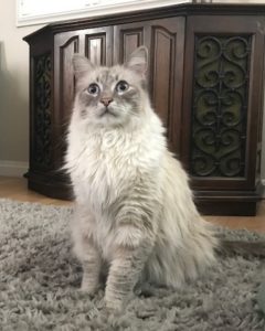 Tip Male Dlh Siamese Lilac Point 4 Years A 10 2 19 Cn