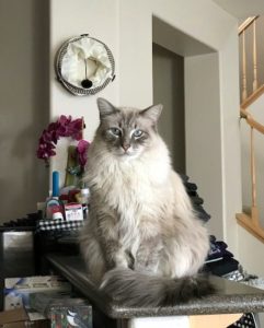 Tip Male Dlh Siamese Lilac Point 4 Years A 10 2 19 Cn