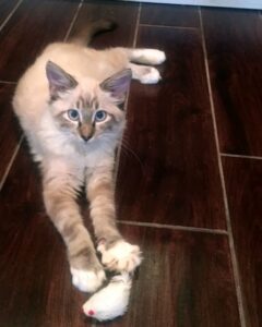 Cashmere Male Dmh Siamese Lynx Point 12 Weeks A 10 21 20 Fh Foreclosed Upon Pets Inc Cashmere Male Dmh Siamese Lynx Point 12 Weeks A 10 21 20 Fh Foreclosed Upon Pets Inc