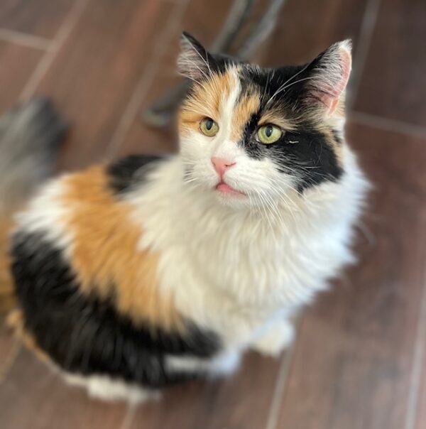 Kali – Female DLH Calico Declaw 11 Years – Foreclosed Upon Pets, Inc.